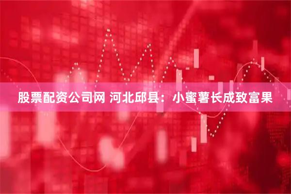股票配资公司网 河北邱县：小蜜薯长成致富果